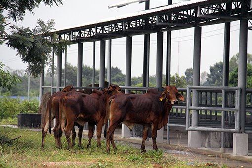 ອົງການລ້ຽງງົວພັນຂອງລາວຈະໄດ້ຮັບສິດທິພິເສດໃນການສົ່ງອອກ